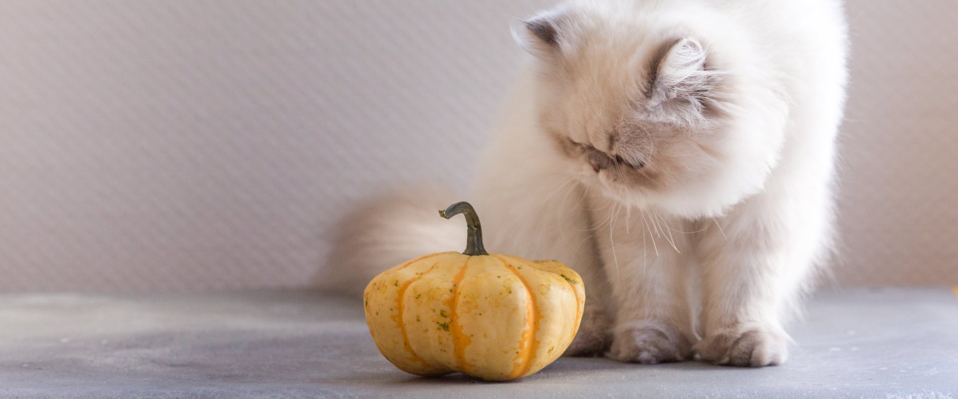 Are pumpkin seeds top poisonous to cats